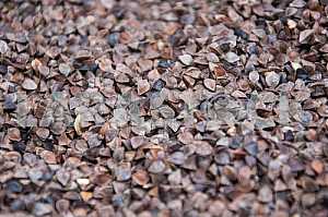 Seed