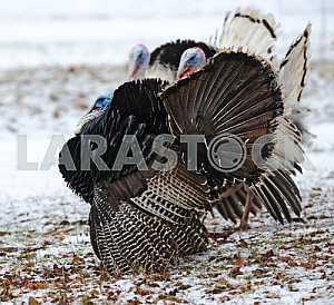 Turkey