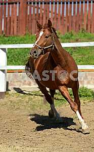 Horse