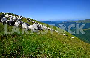 Herd of Sheep