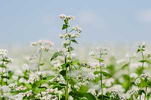 Buckwheat