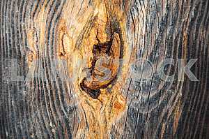 Wood texture with nature pattern