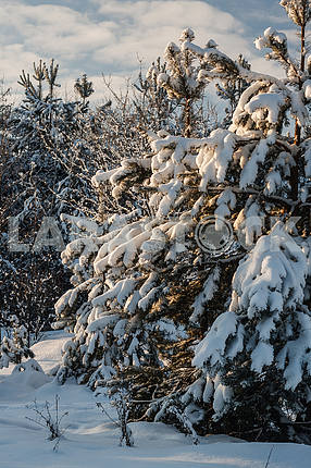 Fur-trees under snow