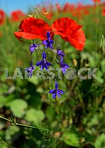 Poppy
