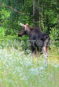 Young elk
