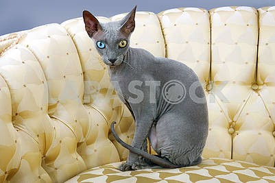 Studio shot sphinx cat on sofa