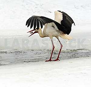 Stork in the winter