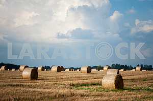 Staw bales on fields at harvesting time