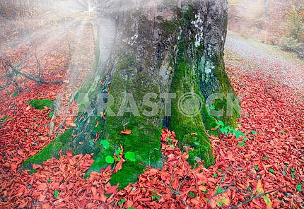  roots of the beech in autumn