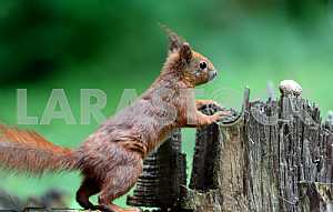 Red squirrel