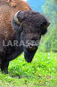 Bison
