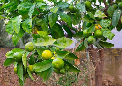 Green tangerines on the tree