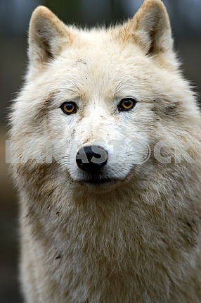Portrait of a Polar Wolf