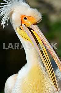 Pelican