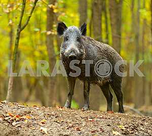 Wild pig
