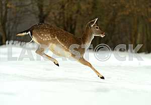 Deer in winter