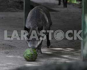 Boar
