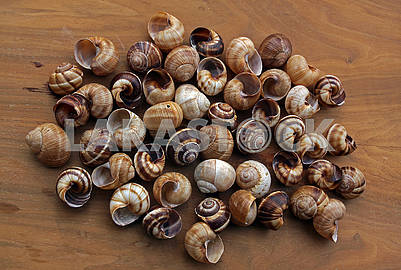 Spiral sea shells
