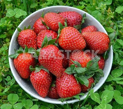 Strawberries in a bow
