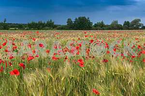 BARLEY FIELD WITH WILD POPPIES