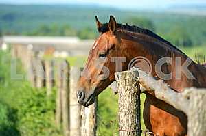 Bay Horse at fence