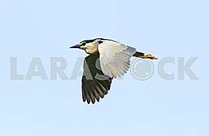 Heron