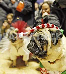 The Pug-Christmas party in Kiev.