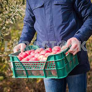 Box with apples