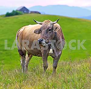 Carpathian cow
