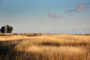 Autumn in the field