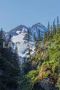 The forest at the foot of the snowy peaks