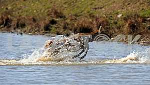 Deer emerges from the water