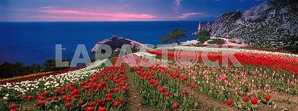 Sunrises and sunsets with tulips in the Crimea