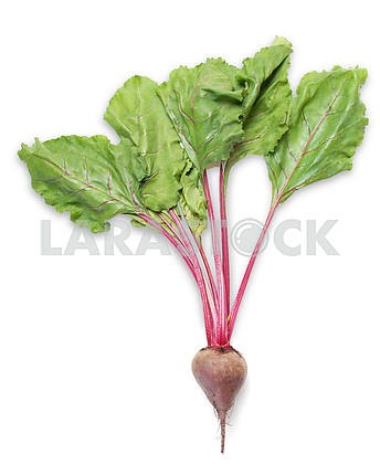 Beet with leaves