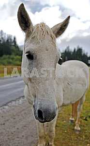 White horse