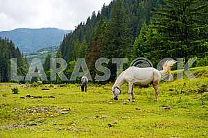 Horse on a background of mountain