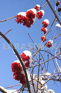 Viburnum (Viburnum opulus)