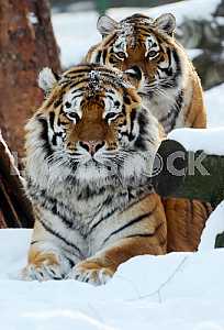 Amur Tiger