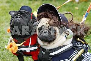 Two pug dressed in costumes