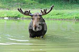 Elk