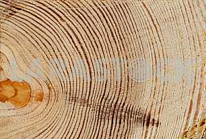 Wood texture with natural pattern
