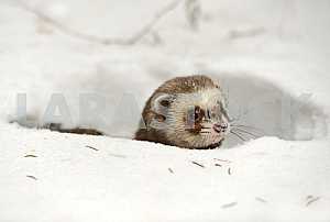 Forest polecat