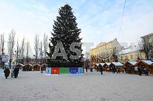 Main tree of Chernivtsi