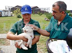 White lion cubs