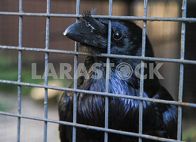 Raven in a cage