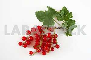 Sprig of red currants isolated on white background