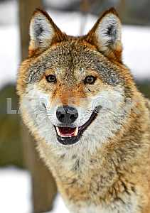 Gray Wolf