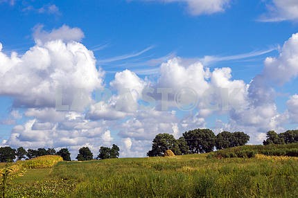 Field with trees and blue sky with white clouds