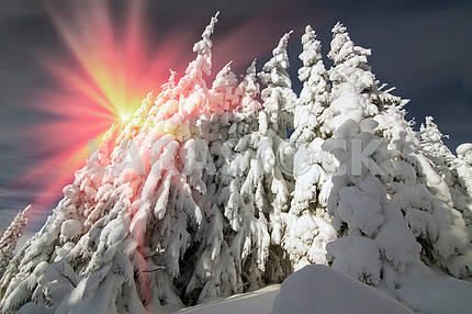 Снег в красивой дикой еловым лесом