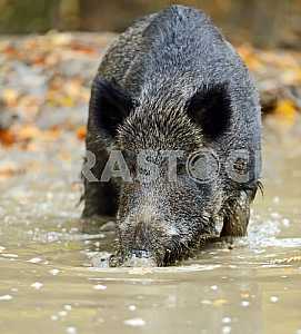 Wild boar
